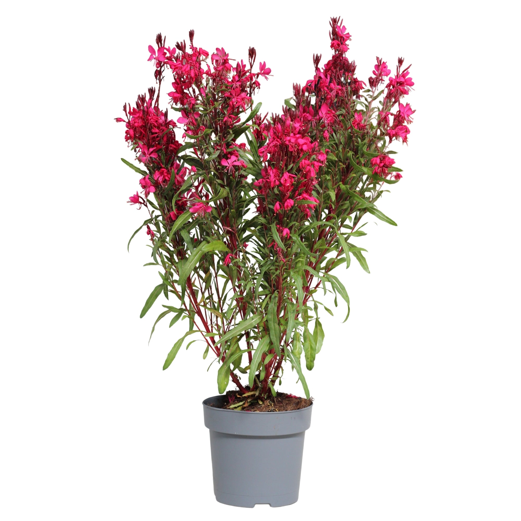 Gaura rosa em vaso